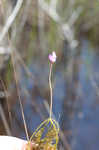 Eastern purple bladderwort